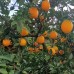 NAVELINA ORANGES 1KG Bag KATIKATI Grown